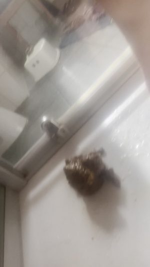 Girl playing with poo in shower 00000