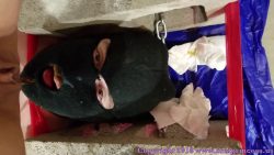 Lola and Natalya – Two Girl785675756757s Share a Full Human Toilet 00001