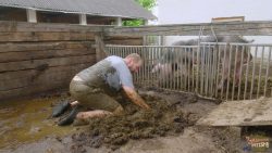 Franky The Pig 00000 Franky The Pig 00000