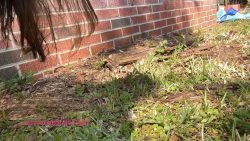 Layla Lee – Layla’s FIRST567575675756 Outdoor Poop! 00001