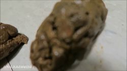 Poops G6568754789alore 00001 Poops G6568754789alore 00001