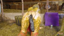 Brooke Maddison And Her6767567565647 Anal Manure Master 720p 00001