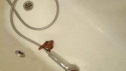Shit Is the Best Sh56754657567ower Gel 00000