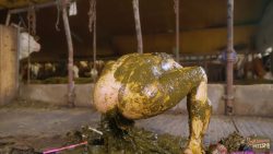 ManureFetish - Kaitlyn Kats56645654546546aros Wild in Manure 00001