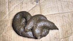 PulsiferPaprocki - 14 Shits67657567567 in February Compilation 00002 PulsiferPaprocki - 14 Shits67657567567 in February Compilation 00002