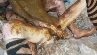 Skinny Red Head Top Amateur Scat And Pee By Top Russian Model Jelena Part 4 00001 Skinny Red Head Top Amateur Scat And Pee By Top Russian Model Jelena Part 4 00001