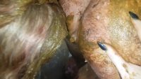 Skinny Red Head Top Amateur Scat And Pee By Top Russian Model Jelena Part 4 00002 Skinny Red Head Top Amateur Scat And Pee By Top Russian Model Jelena Part 4 00002