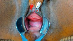 Pussy Spe7865766culum 00001 Pussy Spe7865766culum 00001